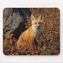 red fox, Vulpes vulpes, in fall colors along the Mousepad
