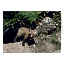 Red Fox-young kit emerging from den Greeting Cards