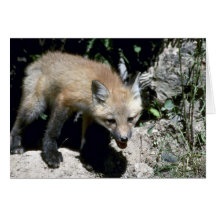 Red Fox-young kit emerging from summer den Cards