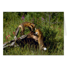 Red Foxes-kits playing Card