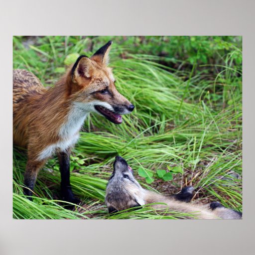 Red Foxes - Look at ME!!!!! Posters