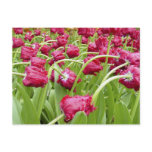 red, dutch, tulips, fringed tulips, flower, bloom,