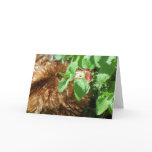 Red Frizzle (Peek-a-boo) Greeting Card