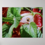 Red Frizzle (Peek-a-boo) Poster