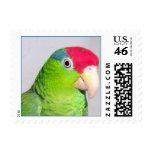 Red Front Amazon (Small) postage