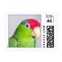 Red Front Amazon (Small) postage