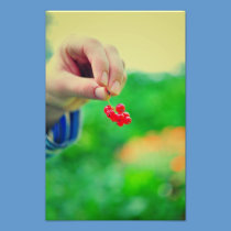 Red fruits photography