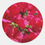 Red Fuchsia blossoms, El Yunque Rainforest, Puerto Stickers