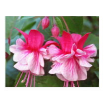 Red Fuchsia blossoms flowers postcards