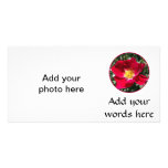 Red / Fuchsia rose Photo Greeting Card