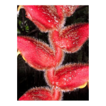 Red Furry Heliconia posters