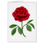 Red Garden Rose Card