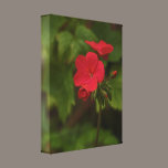 Red geranium canvas canvas prints