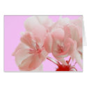 Red Geranium cards