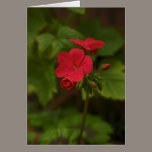 Red geranium Greetings cards cards