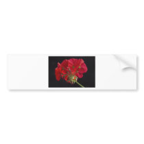 Red Geranium In Progress 2 Bumper Stickers