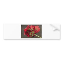 Red Geranium In Progress Bumper Stickers