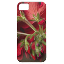 Red Geranium In Progress iPhone 5 Covers