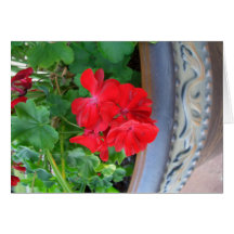 Red Geraniums CricketDiane Art Design Photography Greeting Cards