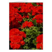 Red Geraniums Greeting Card
