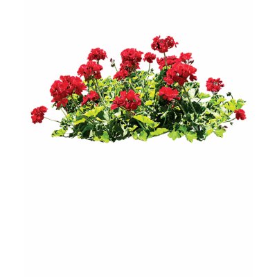 Red Geraniums Ladies T shirt by SusanSavad