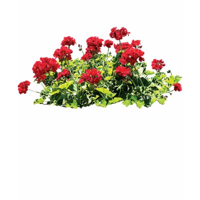 Red Geraniums Ladies T shirt by SusanSavad
