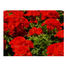 Red Geraniums Postcard