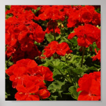 Red Geraniums Poster