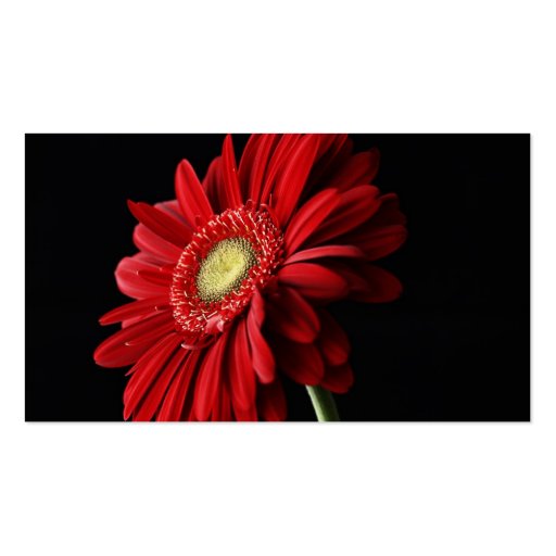 Red Gerber Daisy Business Card (back side)