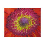 Red Gerber Daisy Gallery Wrapped Canvas