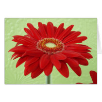 Red Gerber Daisy Cards