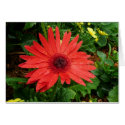 Red Gerber Daisy card by bkang22 Red Gerber Daisy card