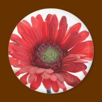 Red Gerber Daisy Flower Magnet