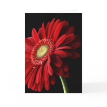 Red Gerber Daisy Greeting Card