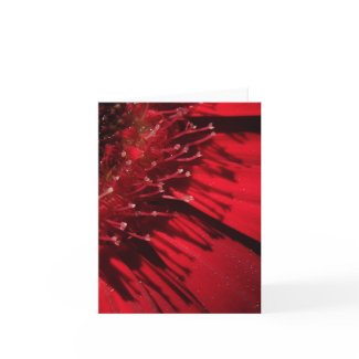 Red Gerber Daisy Macro Note Card 2 card