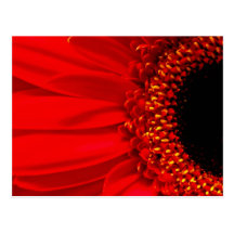 Red Gerber Daisy Post Cards