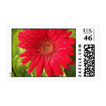 Red Gerber Daisy Postage Stamp