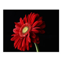 Red Gerber Daisy Postcard postcards