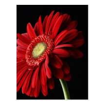 Red Gerber Daisy Postcard