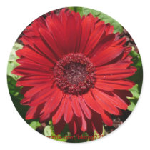 Red Gerber Daisy sticker