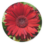 Red Gerber Daisy sticker