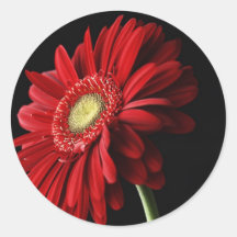 Red Gerber Daisy Sticker