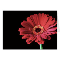 Red Gerbera card