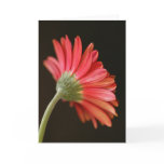 Red Gerbera cards