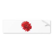 Red Gerbera Daisy bumper stickers