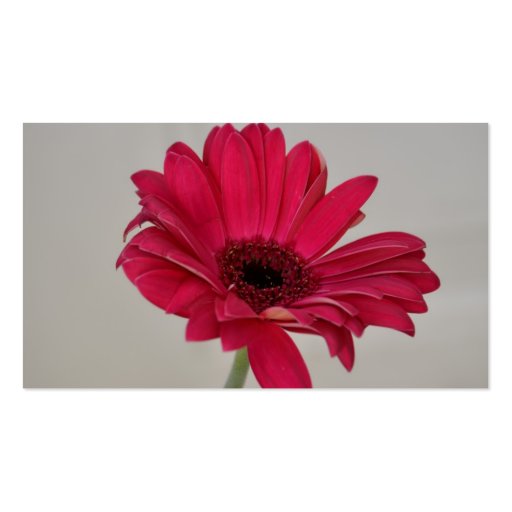 Red Gerbera Daisy Business Card (back side)