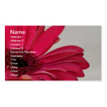Red Gerbera Daisy Business Card