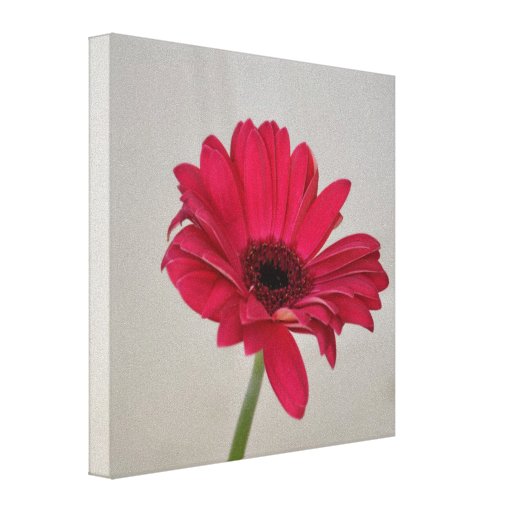 Red Gerbera Daisy Canvas Canvas Print