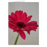 Red Gerbera Daisy Card