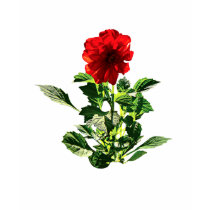 Red Gerbera Daisy Ladies t-shirts by SusanSavad Red Gerbera Daisy Ladies t-shirts